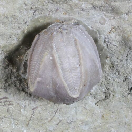 Blastoid (Pentremites) Fossil - Illinois #60107